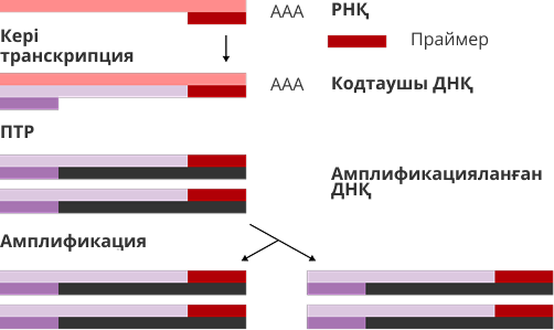Схема КТ-ПТР