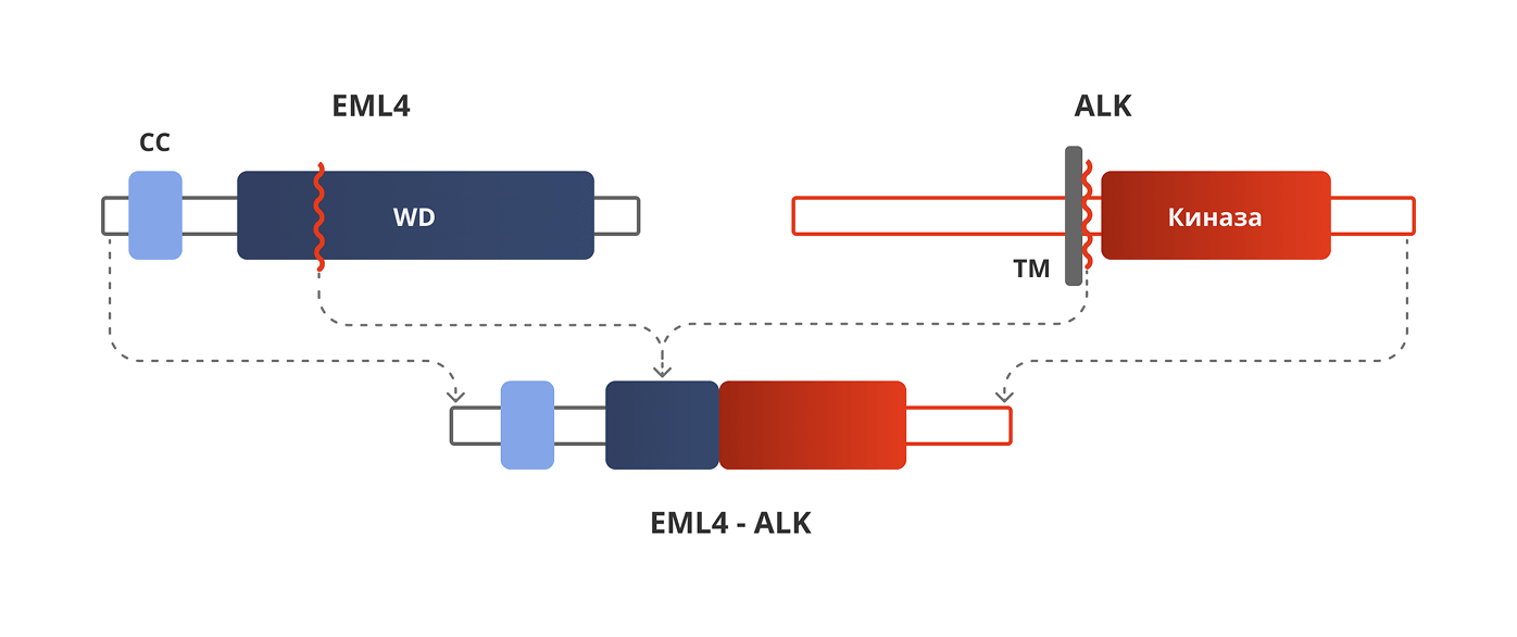 Структура слитого онкогена EML4-ALK