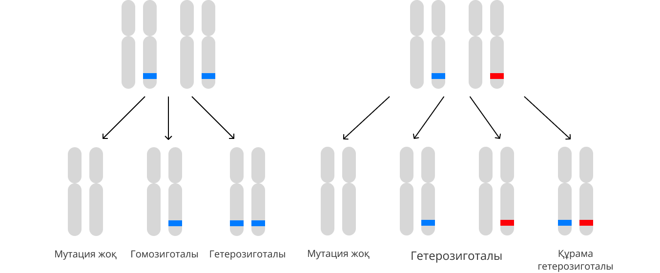 АТБСПТ PROC геніндегі гомозиготалы және құрама гетерозиготалы мутация жағдайларын қамтиды